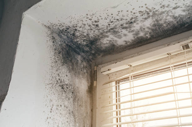 Affordable Mold Removal solutions in Bellevue, KY